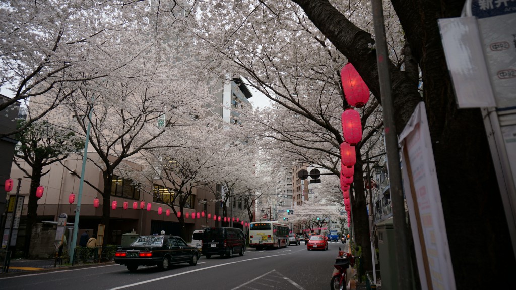 中野の桜並木