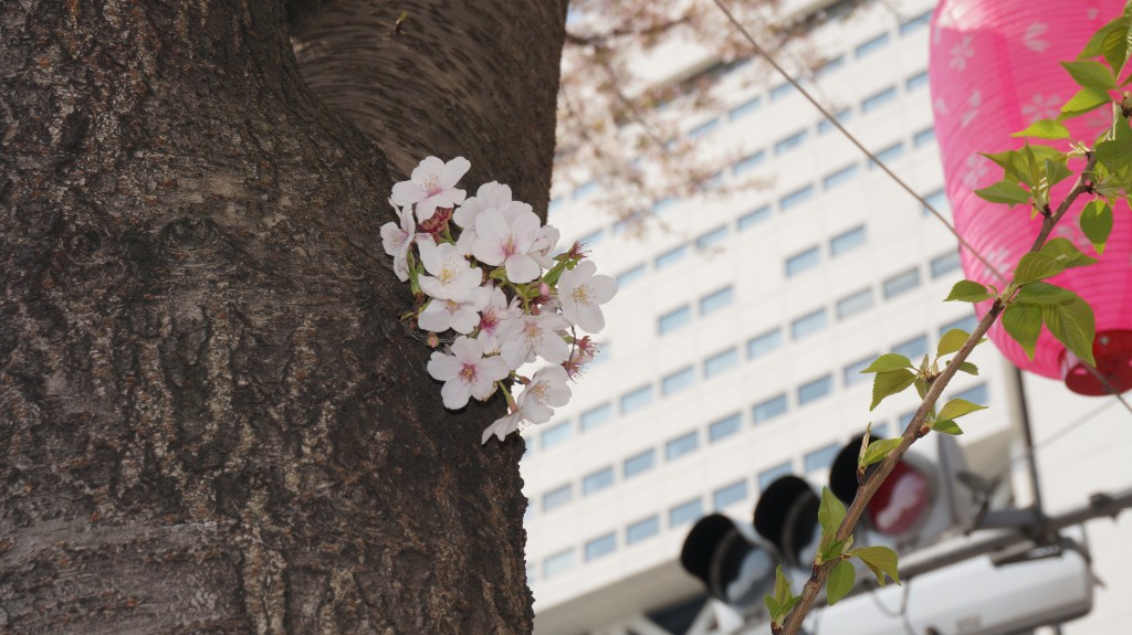 サンプラザと桜