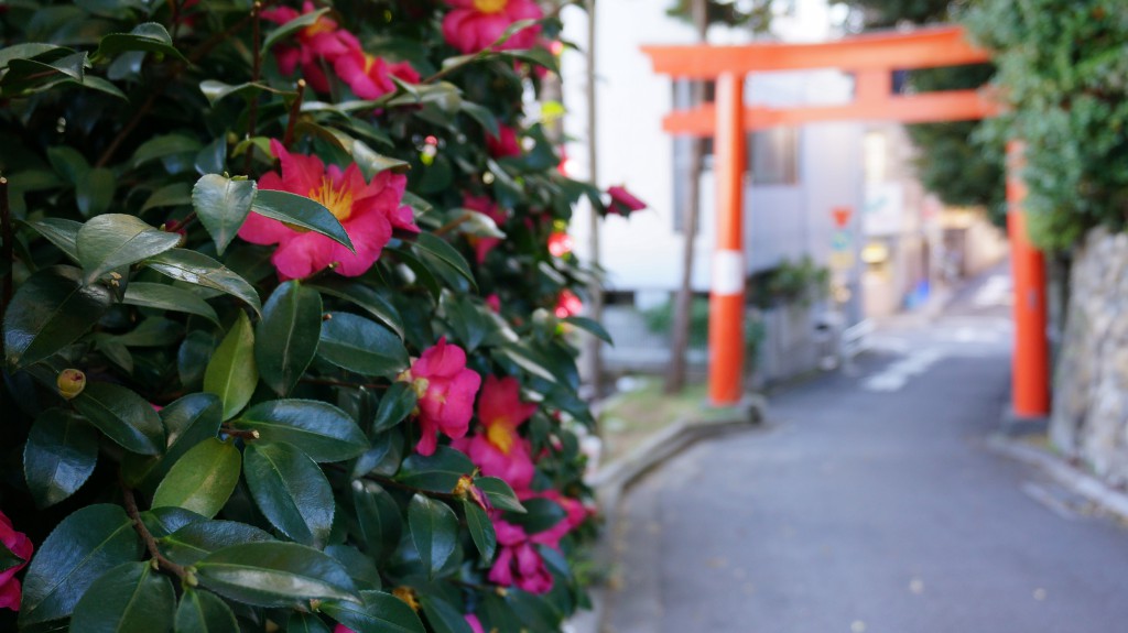鳥居と椿