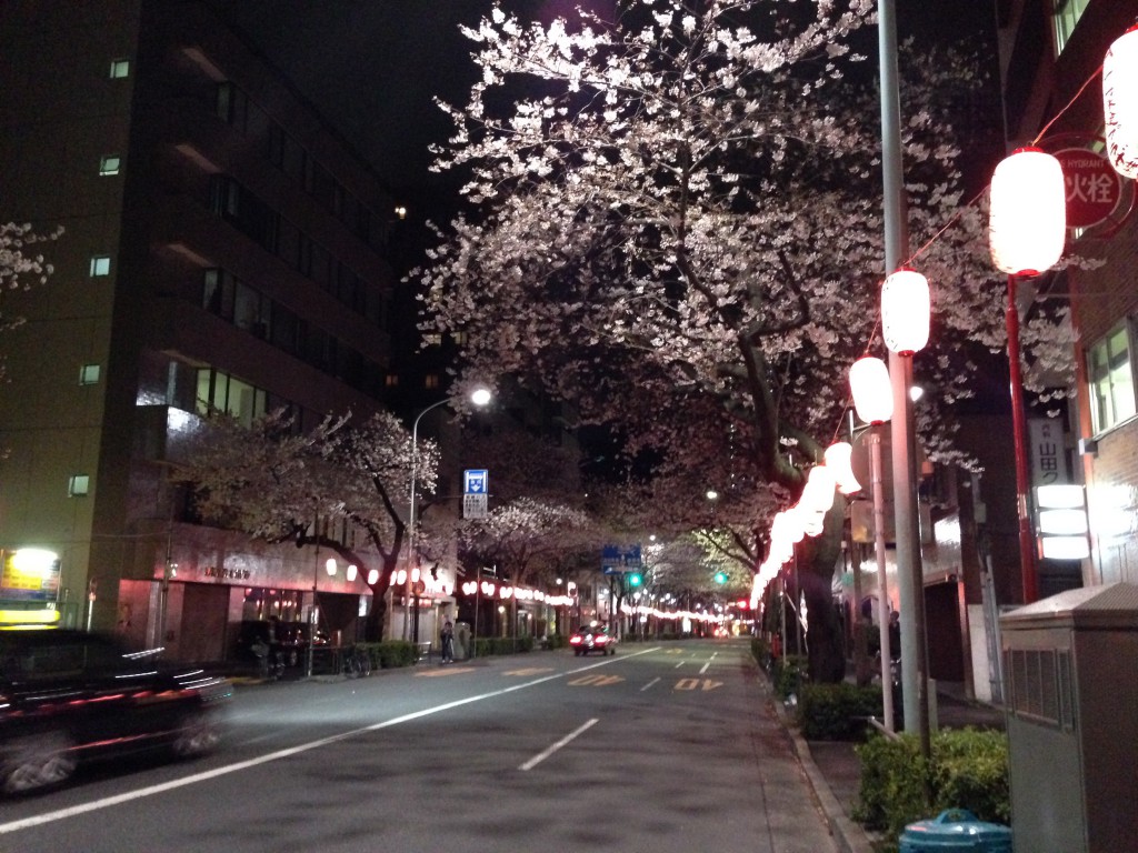 中野の夜桜