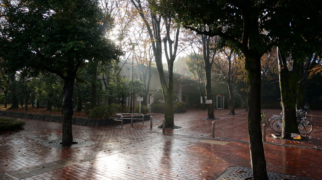 光の射し込む平和の森