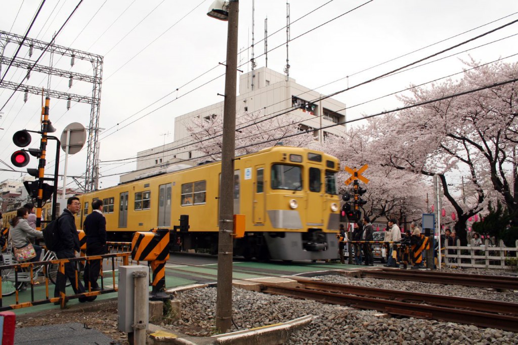 新井小前の西武線踏切と桜