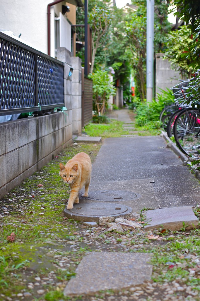 路地裏でご挨拶