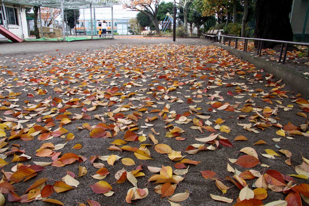小さな公園の秋