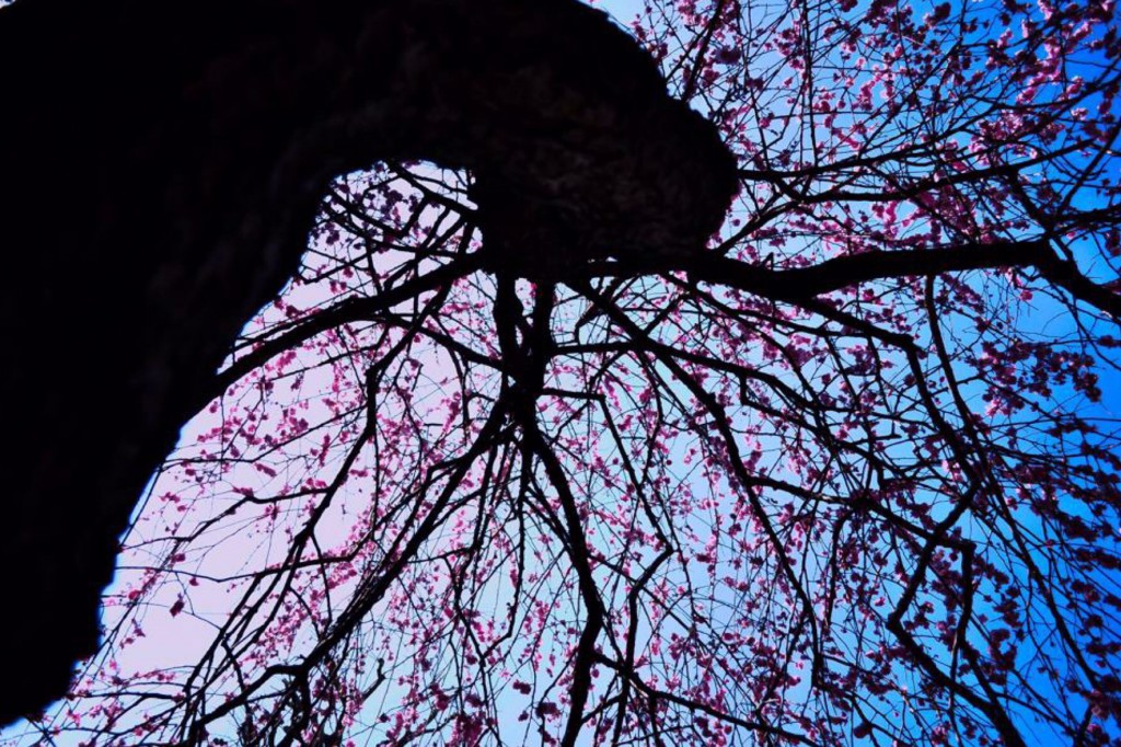 春の歴史をまた一つ…