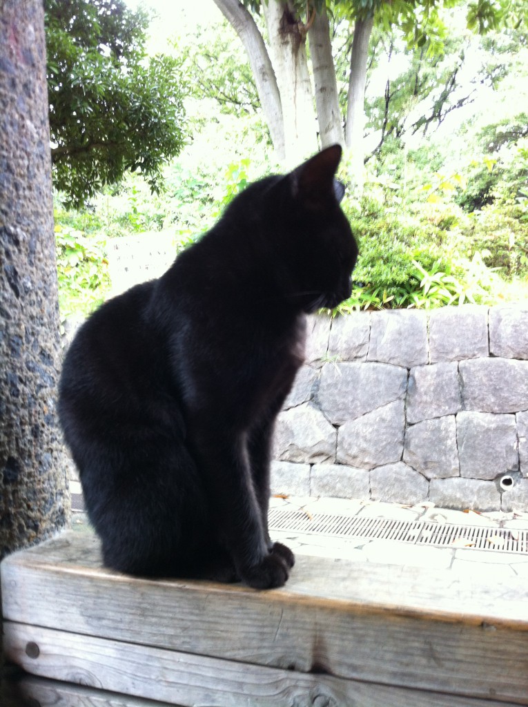平和な猫