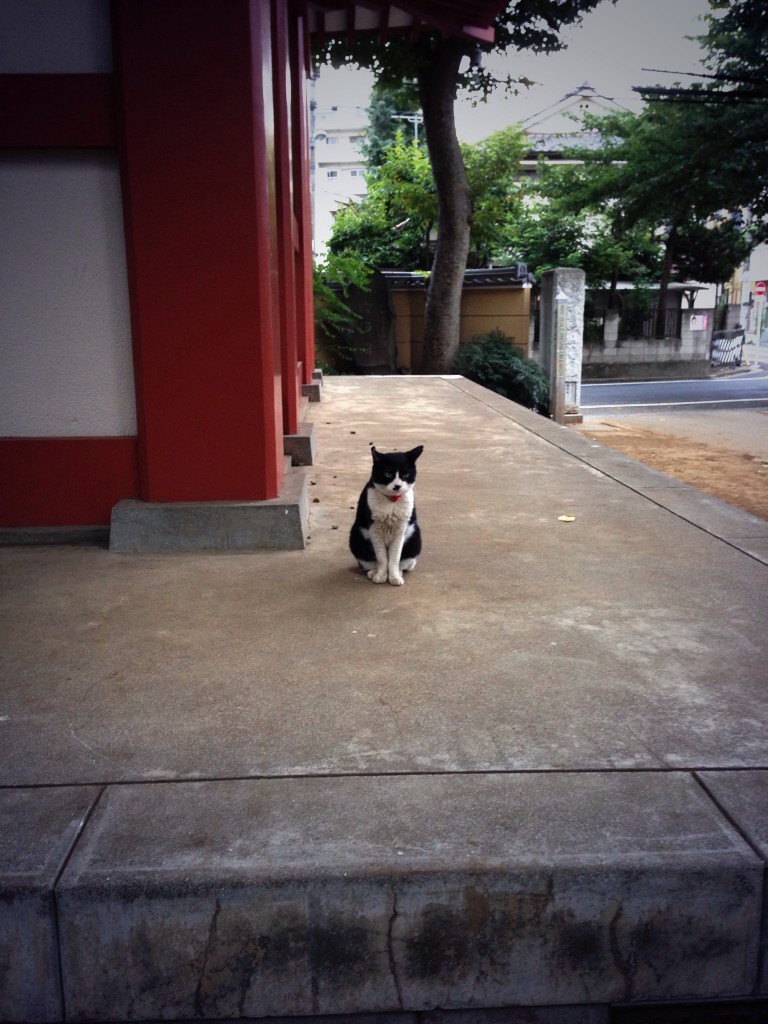 新井猫