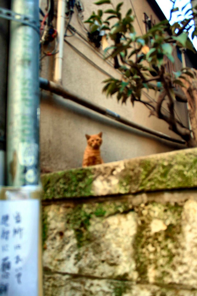 黒小商店街の猫