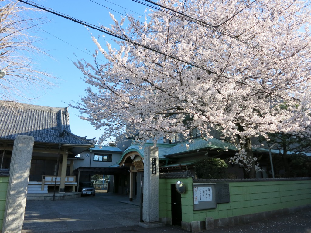 南の桜も侮るなかれ