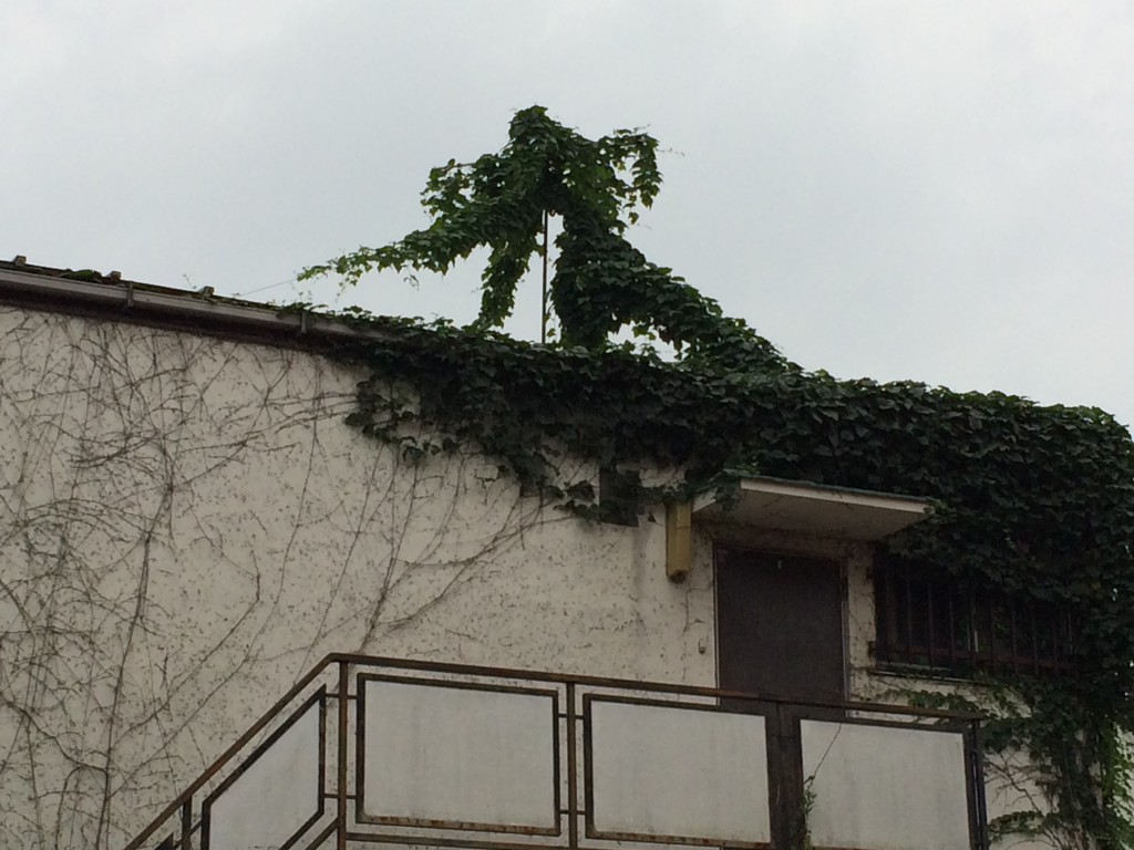 屋根の上の踊り子