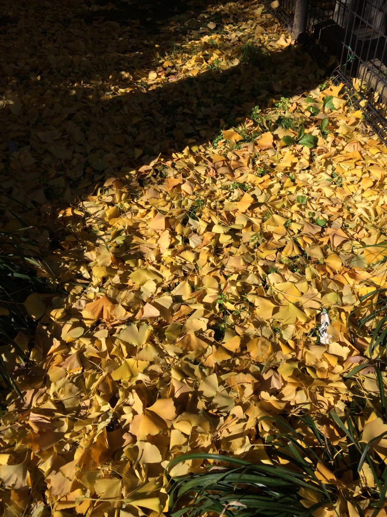 Yellow Carpet!