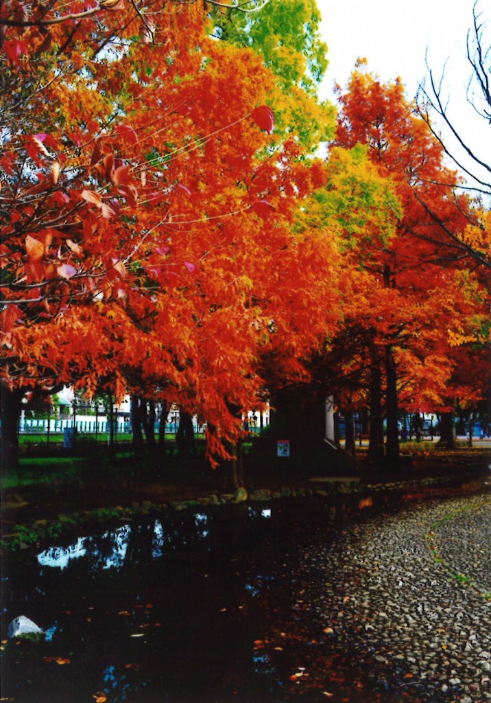 落合公園の紅葉