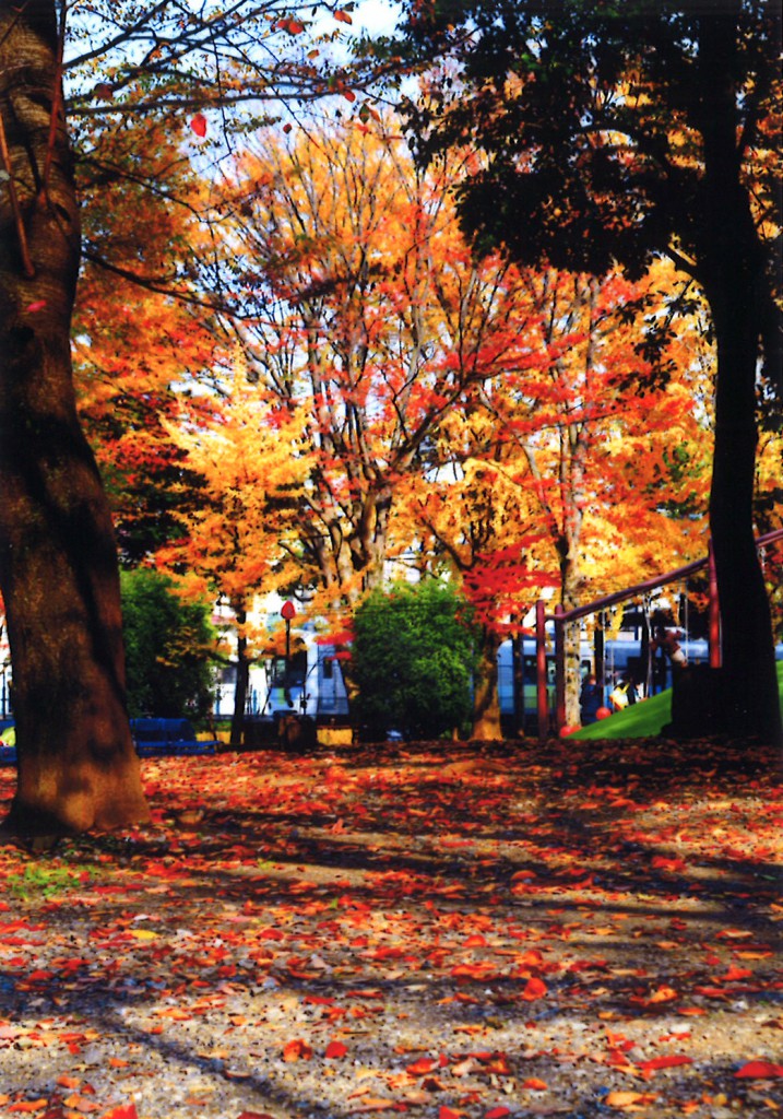 落合公園の紅葉